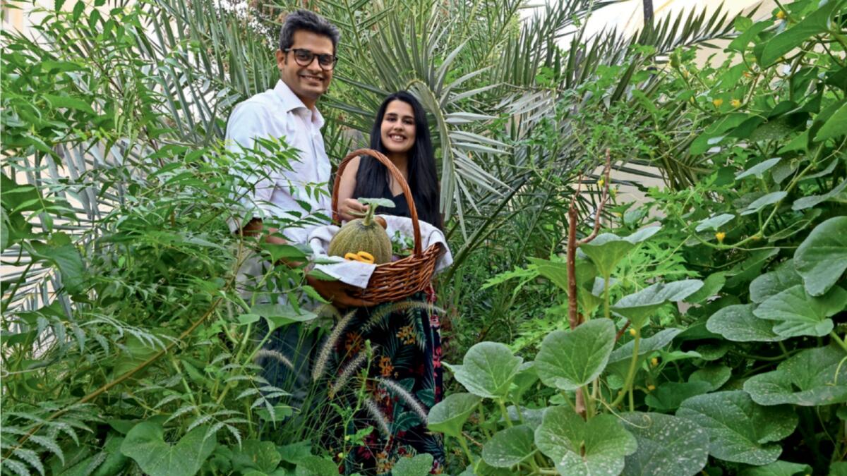 Advaita Sharma and wife Prachi harvest vegetables from their home garden in Abu Dhabi. — Photo by Ryan Lim