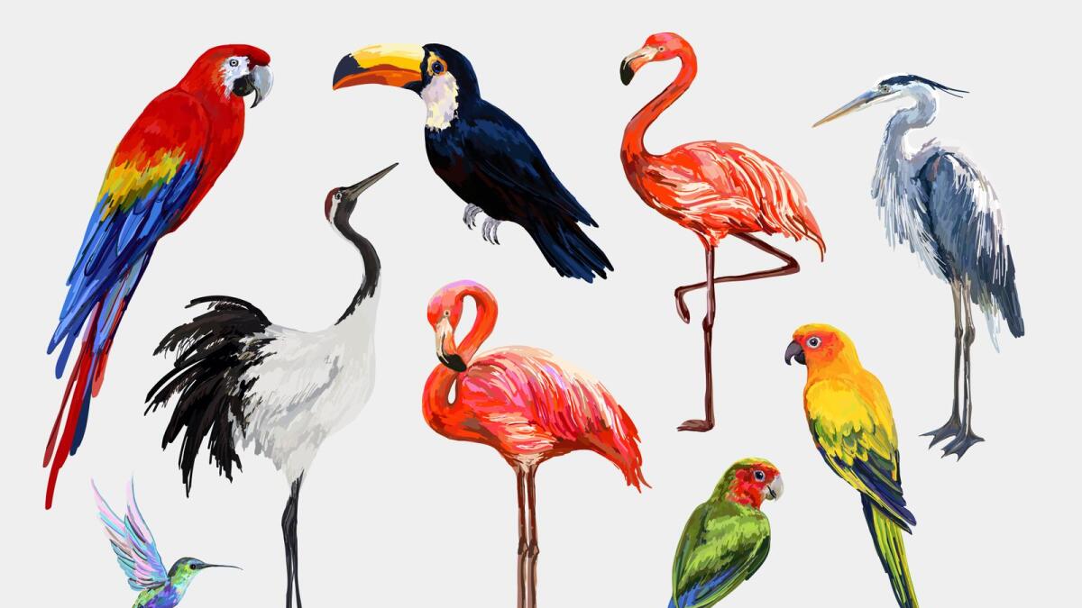 Beautiful tropical vintage exotic tropical birds clip art. Crane, toucan, flamingo, parrot, hummingbird, ara, heron wildlife print. Isolated on white background.