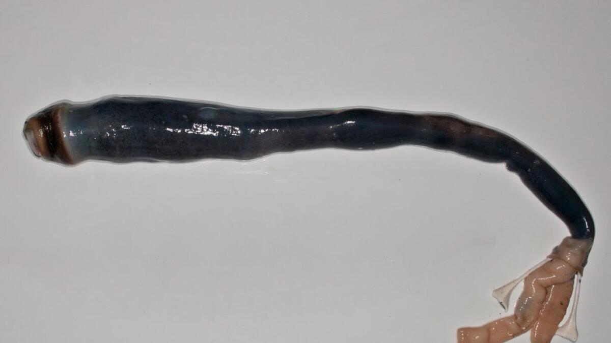 Video: Giant shipworm unearthed in Philippines