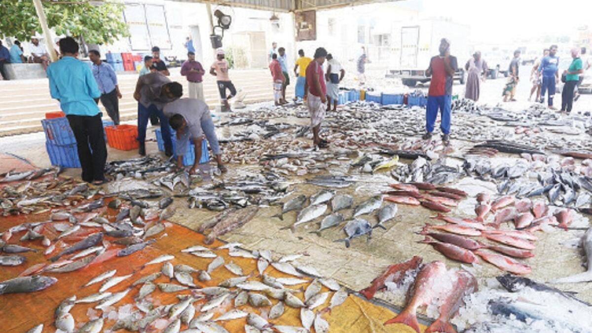Ras Al Khaimah Al Daqdaqa fish market gets a makeover
