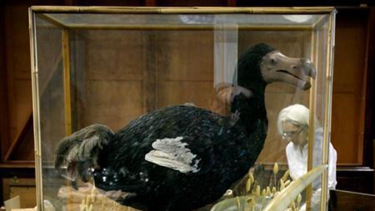 Dodo was actually not stupid, say scientists 