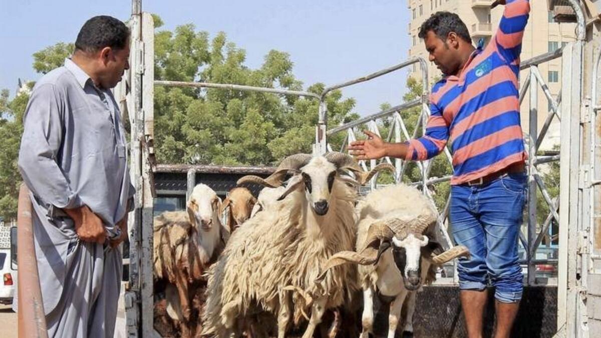 Livestock prices likely to drop by 35% in RAK around Eid Al Adha   
