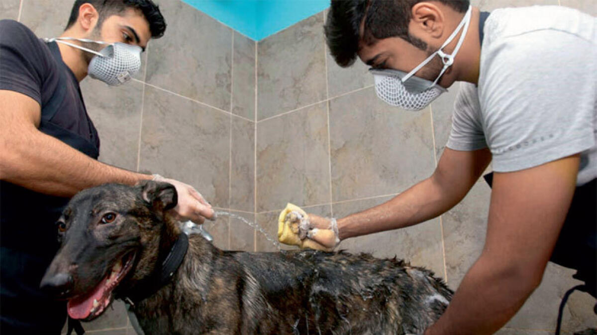 From pariahs to pets: Dogs find a home in Oman