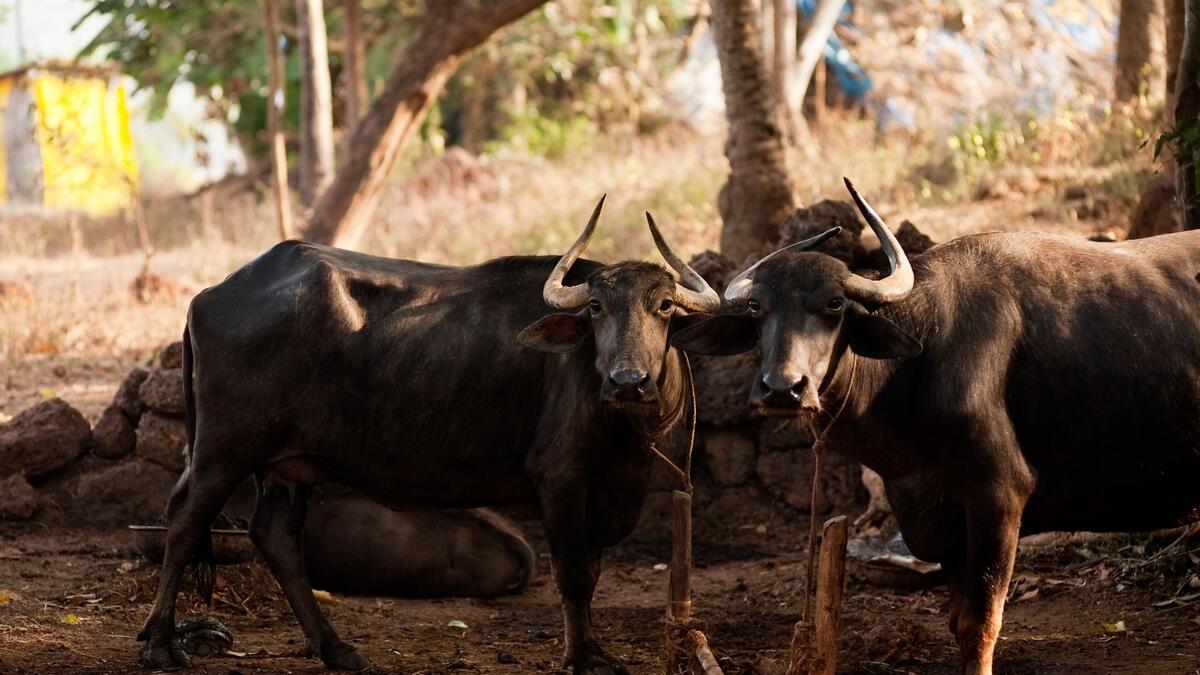 128 heads of cattle seized in India raids, 13 smugglers held