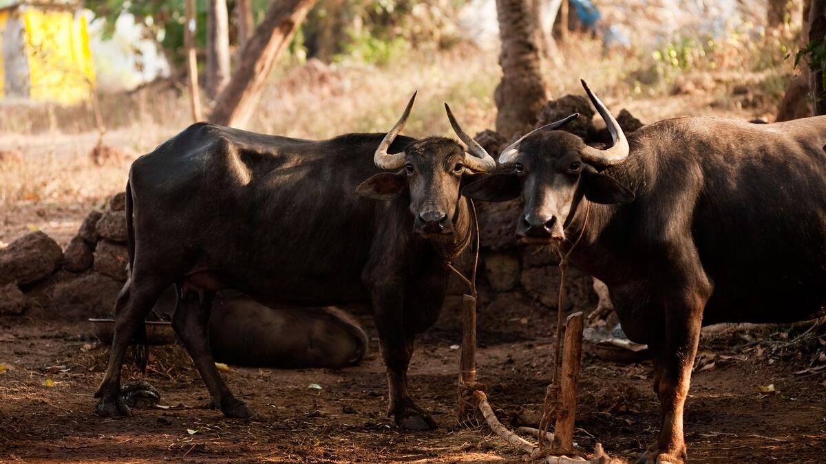 128 heads of cattle seized in India raids, 13 smugglers held