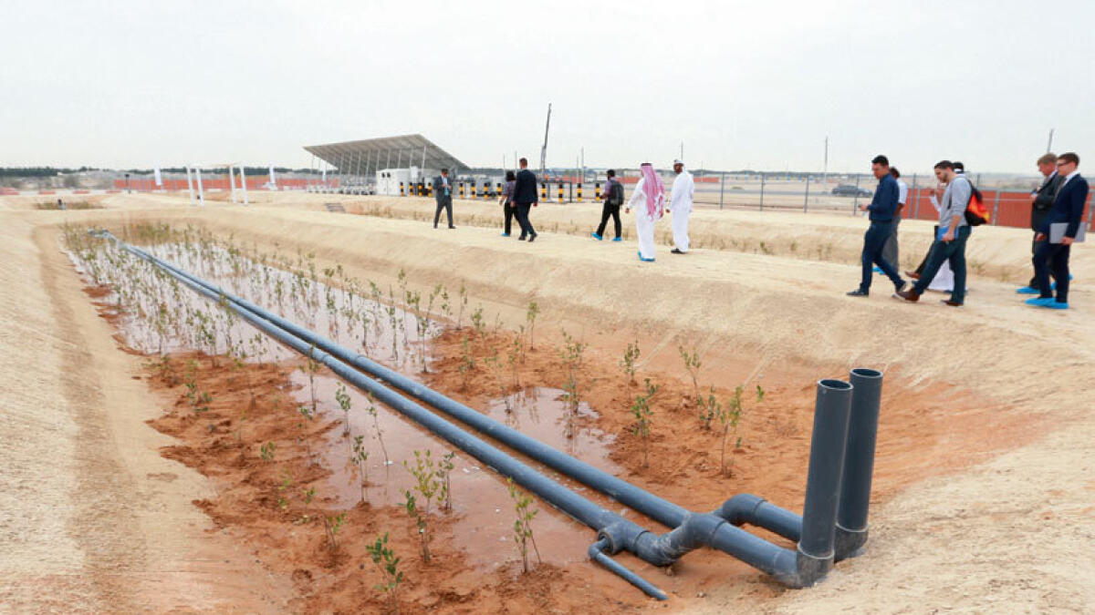 Fuel produced from plants nurtured by fish waste in Masdar to power jets