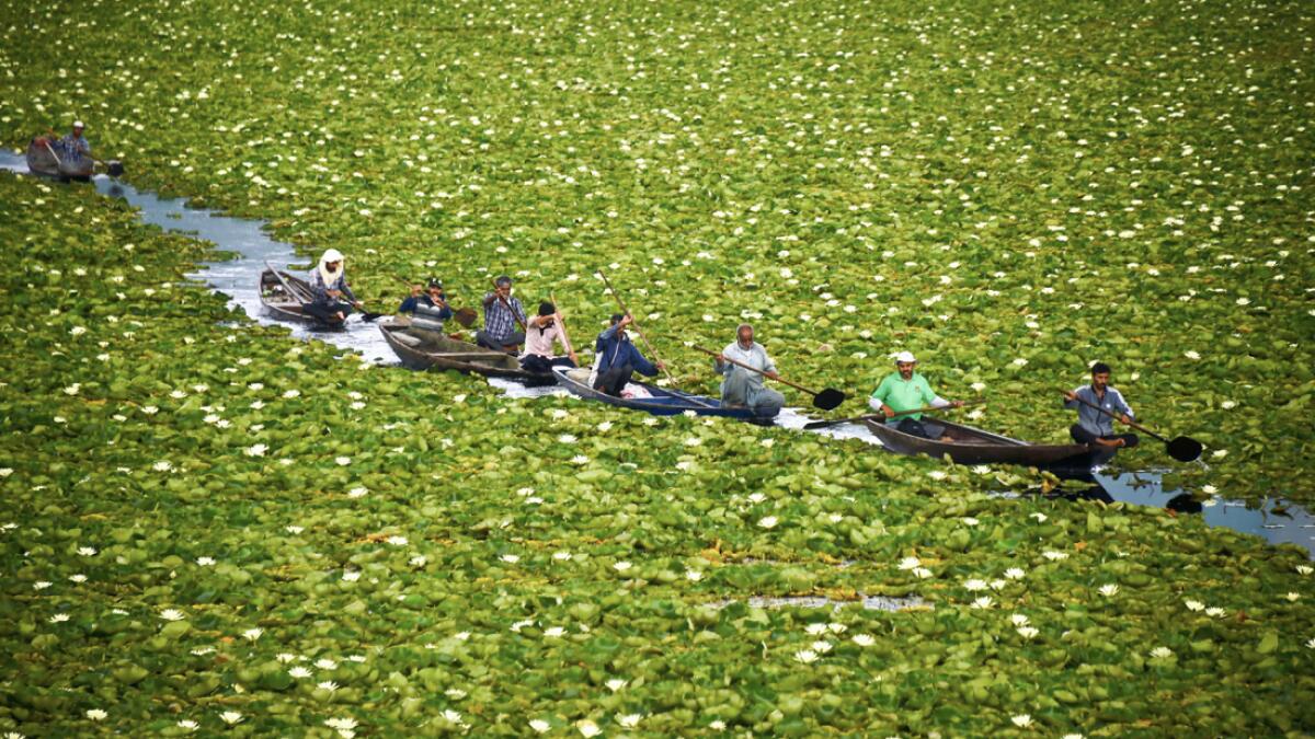 Locals row their boats through a lotus garden during rainy weather, at Dal Lake in Srinagar. Photo: PTI