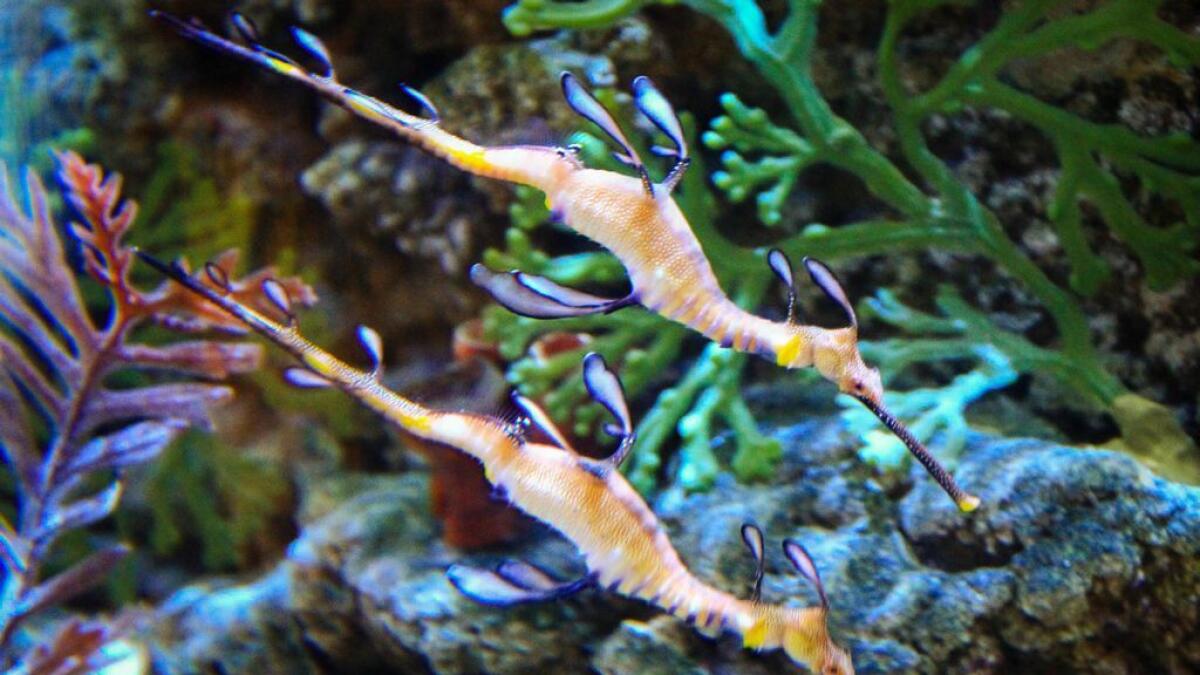 Dubai Aquarium welcomes colourful sea dragons