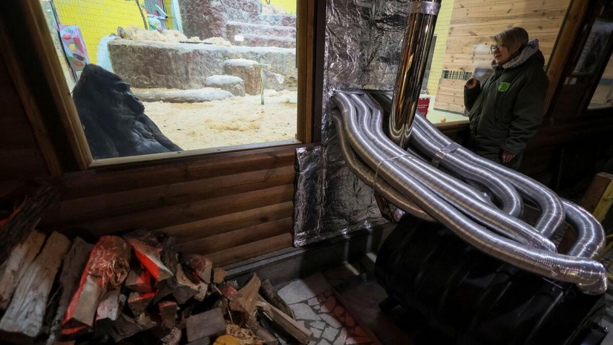 A 48 year-old gorilla Tony seats next to a wood stove, which heats his enclosure, amid Russia's attack on Ukraine, in zoo in Kyiv, Ukraine January 31, 2023. — Reuters