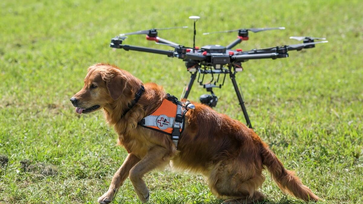 Go fetch! Drones help Swiss rescue dogs find the missing