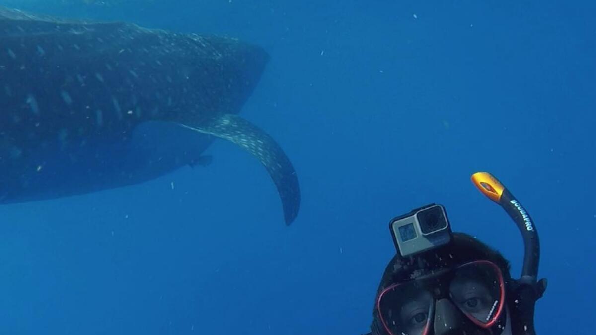 Video: Dubais Sheikh Hamdan swims with whale sharks