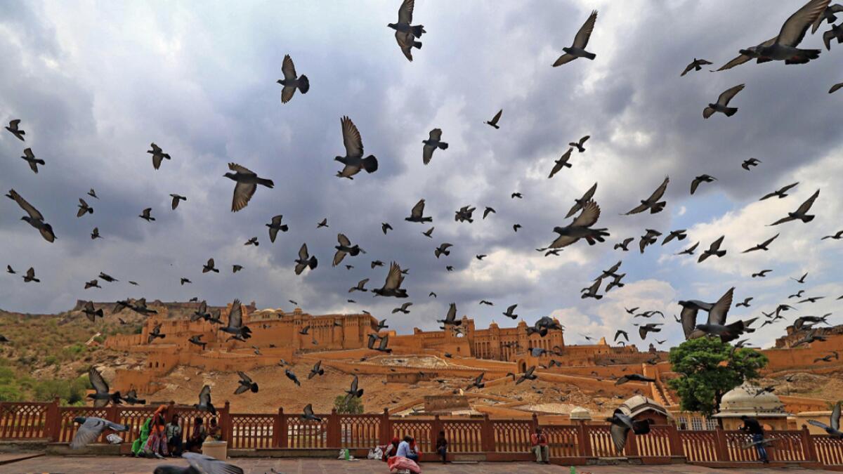 A flock of pigeons flies in the backdrop of dark clouds looming in the sky, in Jaipur, India. Photo: PTI