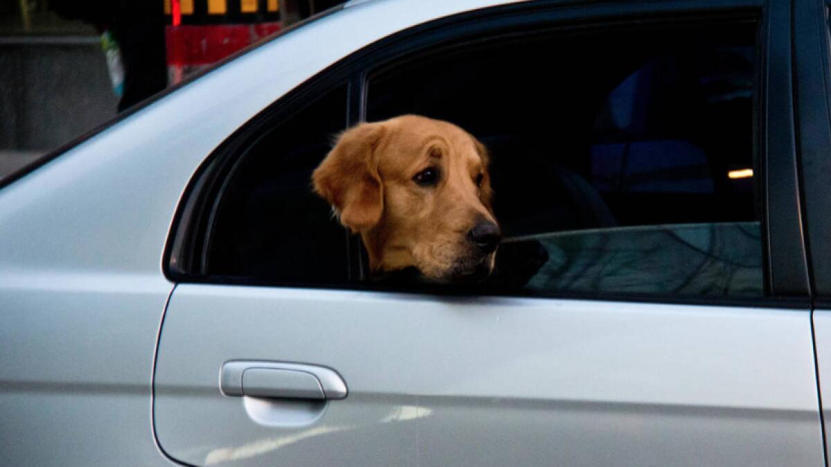 Driving with your dog in the car could cost you Dh23,000