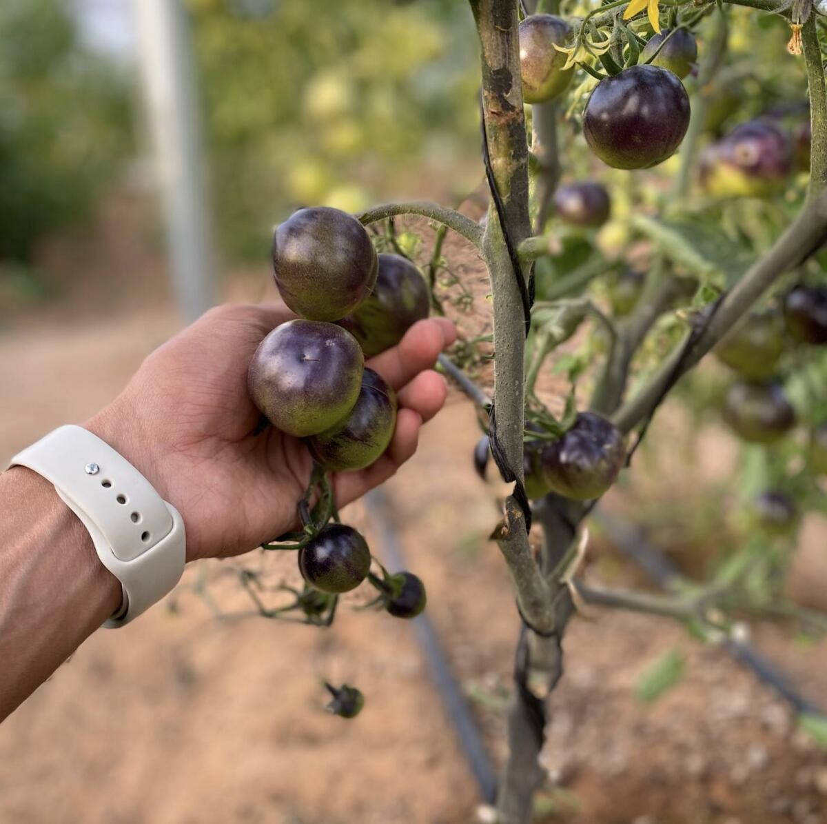 Photo: Organic black tomatoes (the.organicfarm/Instagram)