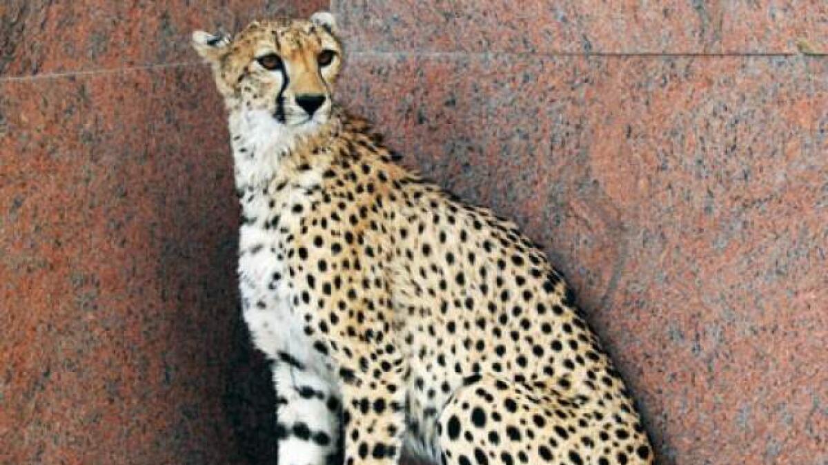 This scared cheetah was spotted in Sharjah in 2012.