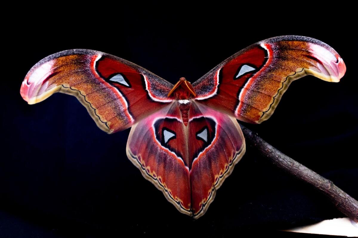 An Atlas Moth (Attacus lorquinii) used to test the interaction of flying insects with artificial light is photographed at Imperial College London. — AP