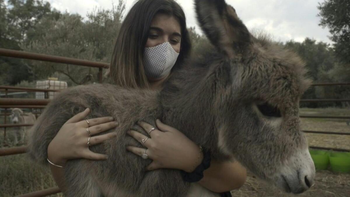 Spain, donkey, therapy