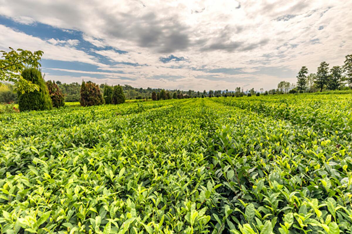 Farmers should pursue tea plantations on a commercial scale in line with the government policy who is willing to bring 25,000 acres of land under tea cultivation in next five years.