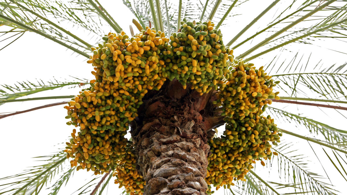 Time ripe for dates in Liwa