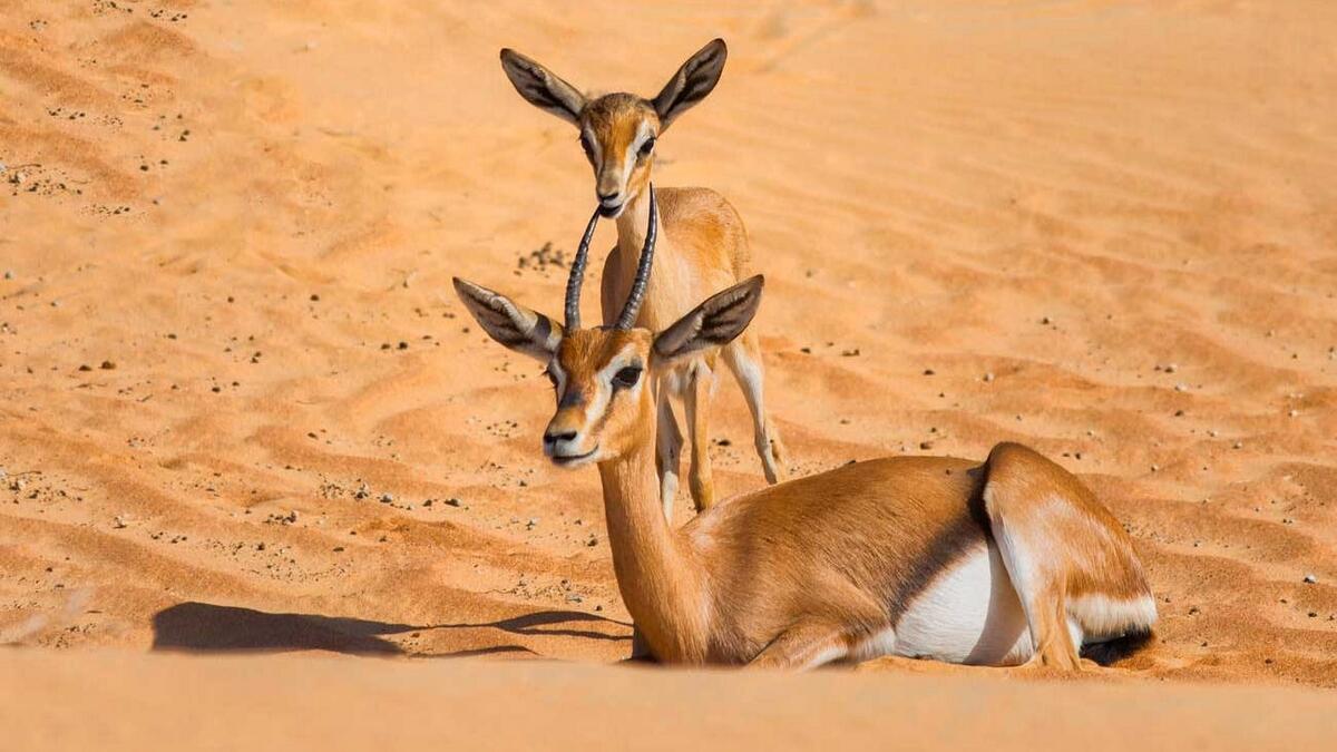 UAE: New law regulating wildlife hunting – News