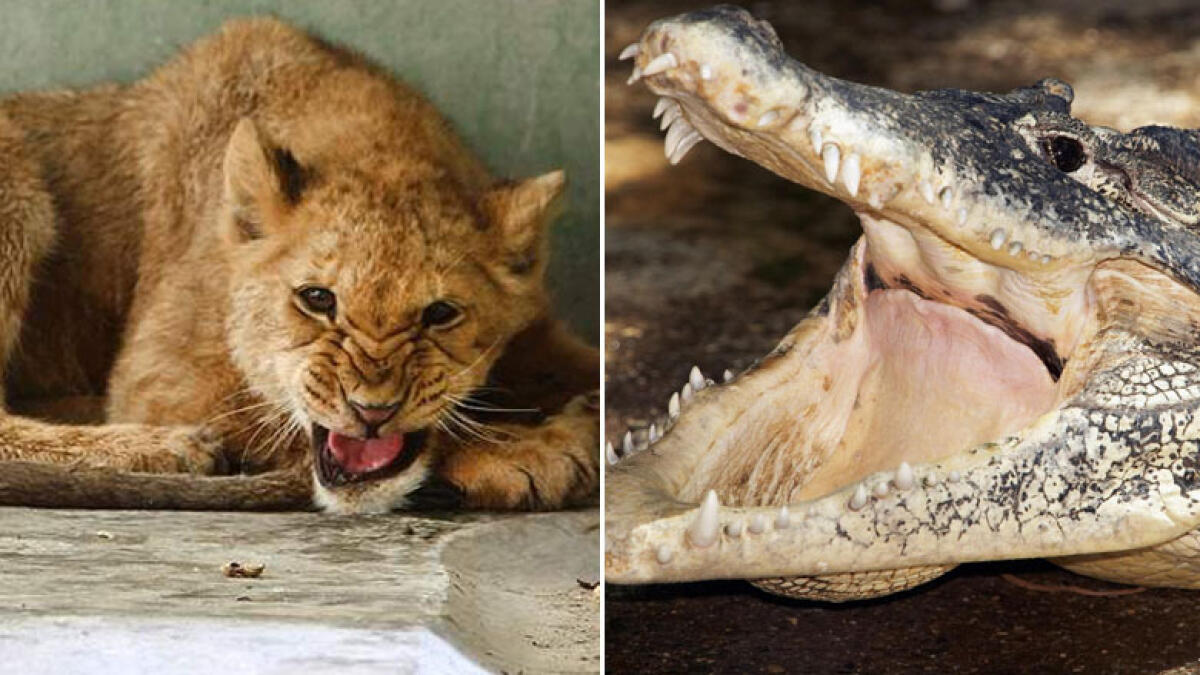 Lions, pythons and crocodiles removed from Sharjah homes