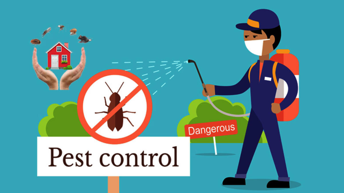 Pest control in Dubai: Things you need to know