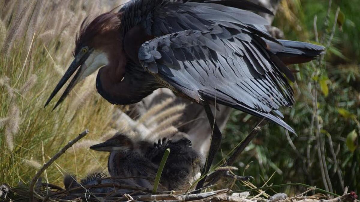 Sharjah reserve nurtures birth of 3 Goliath Heron chicks 