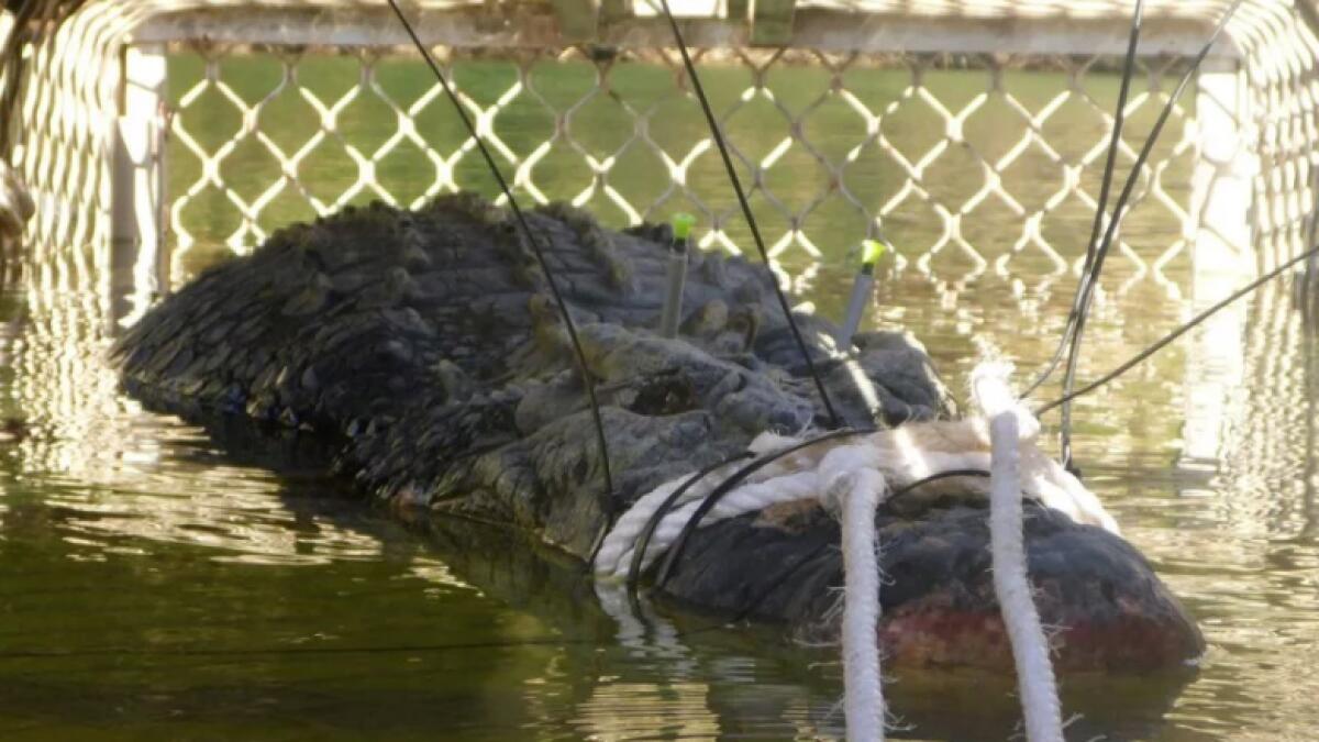 Monster 600kg crocodile caught in Australia after eight-year hunt