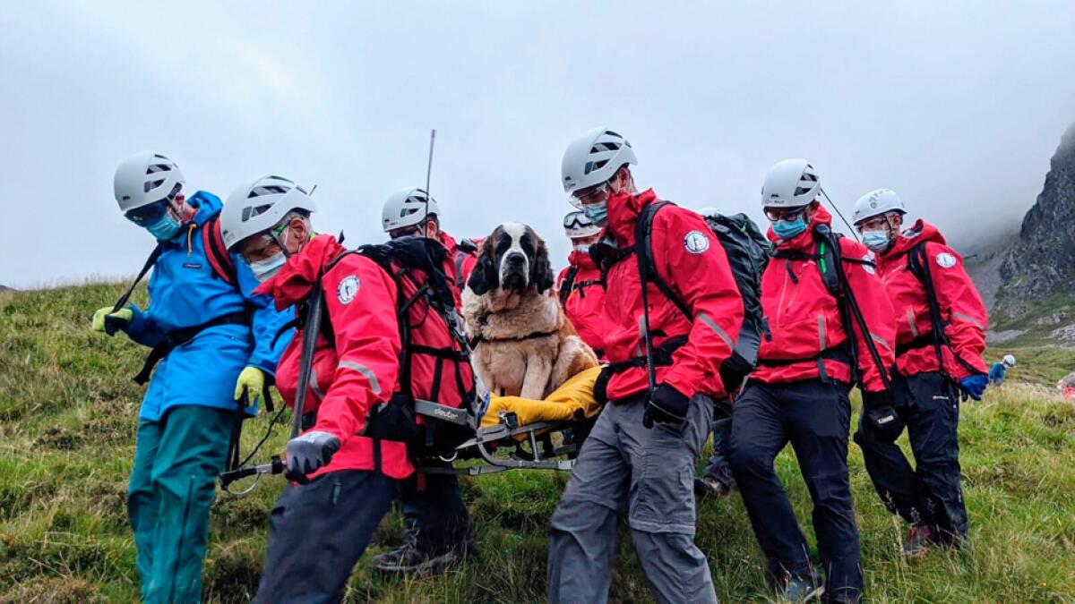 Sixteen volunteers from Wasdale mountain rescue team take turns to carry the 55kg St Bernard dog, Daisy, from England's highest peak, Scafell Pike, Sunday July 26, 2020. The mountain rescue team spent nearly five hours rescuing Daisy, who had collapsed displaying signs of pain in her rear legs and was refusing to move, while descending Scafell Pike. Photo: AP