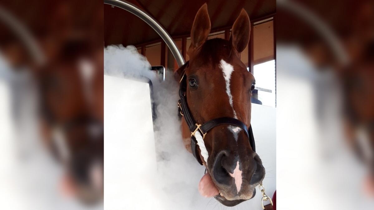Dubai-based firm launches worlds first cryotherapy cabin for racehorses 