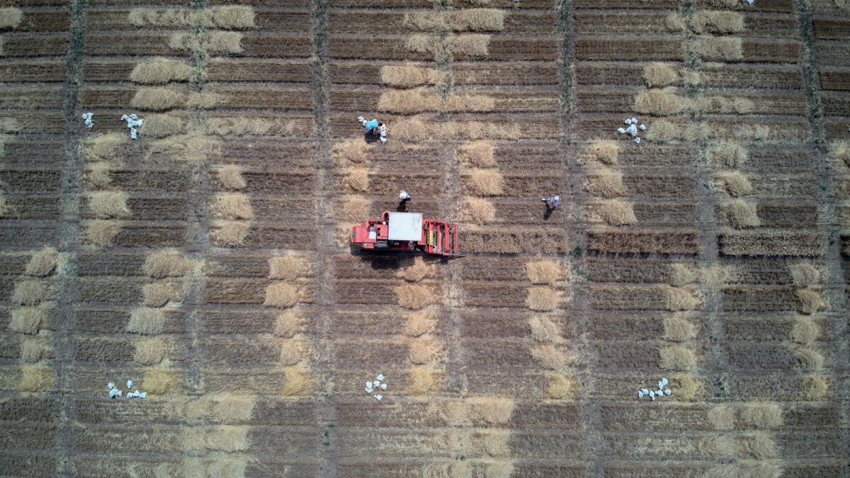 An aerial view of the wheat fields of the Institute of Field and Vegetable Crops during harvesting. — Wam