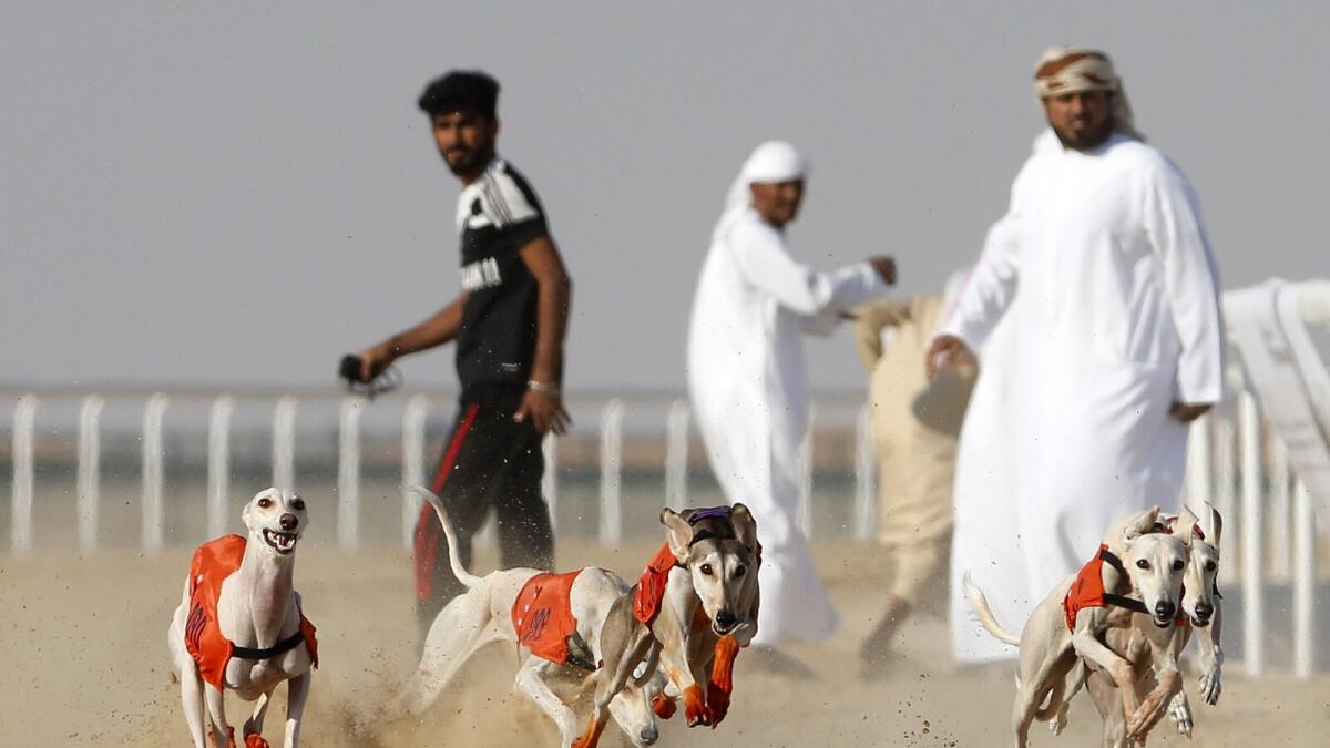 Emirati men release their Arabian Saluki dogs during the Mazayin Dhafra Camel Festival in the desert near the city of Madinat Zayed.