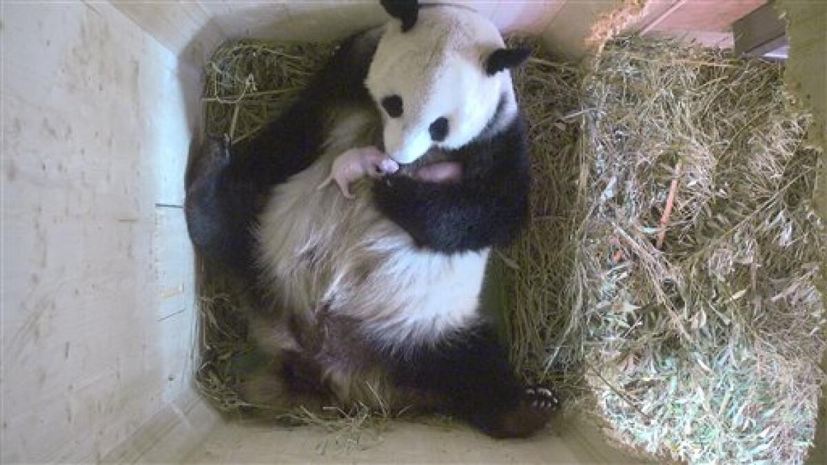Baby panda twins born at Vienna zoo are brother and sister 