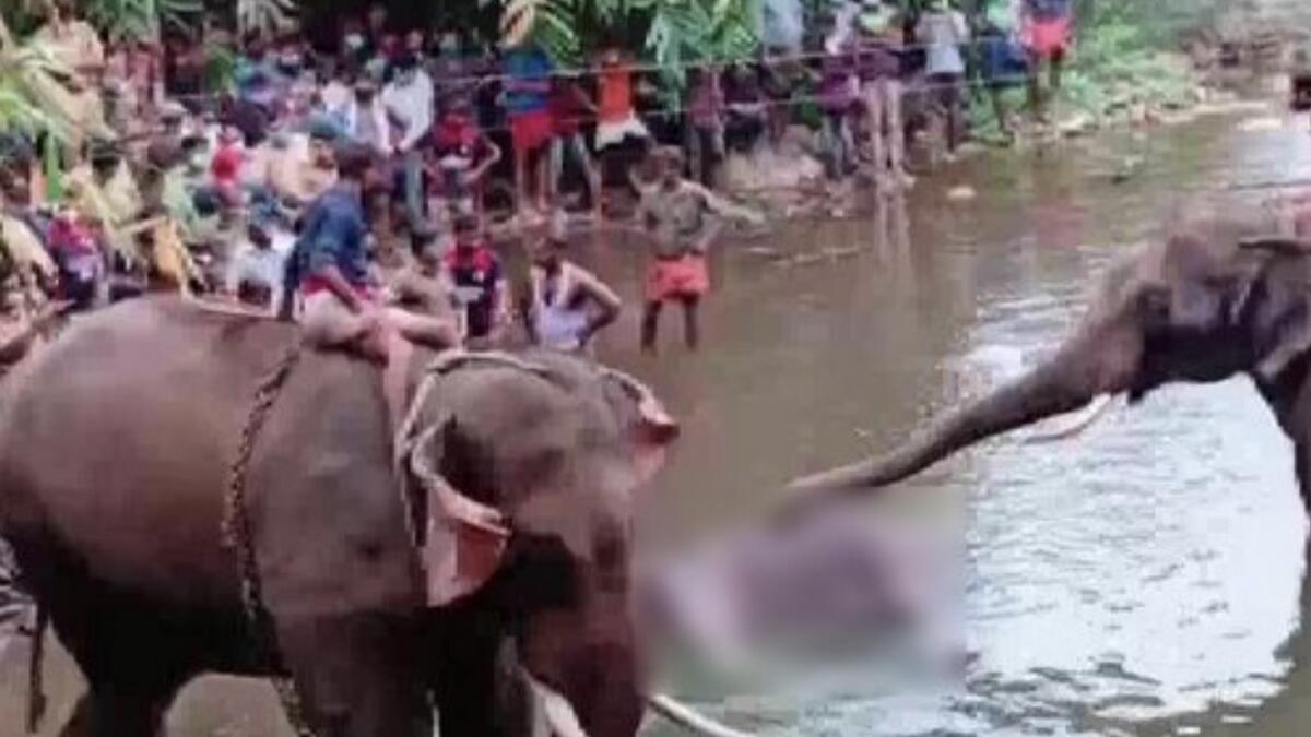 Kerala, elephant, Pregnant elephant dies in Kerala
