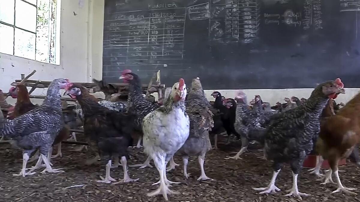 Kenyan, schools closed, chickens