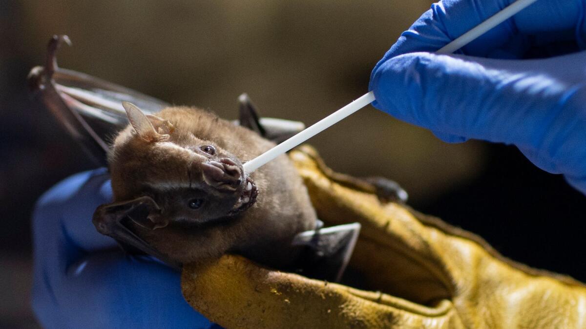 A researcher for Brazil's state-run Fiocruz Institute takes an oral swab sample from a bat captured in the Atlantic Forest, at Pedra Branca state park, near Rio de Janeiro, on Nov. 17, 2020.