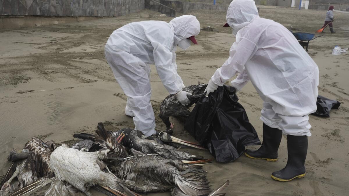 Municipal workers collect dead pelicans on Santa Maria beach in Lima, Peru, on Nov. 30, 2022, as thousands of birds have died in November along the Pacific of Peru from bird flu, according to The National Forest and Wildlife Service (Serfor). — AP file