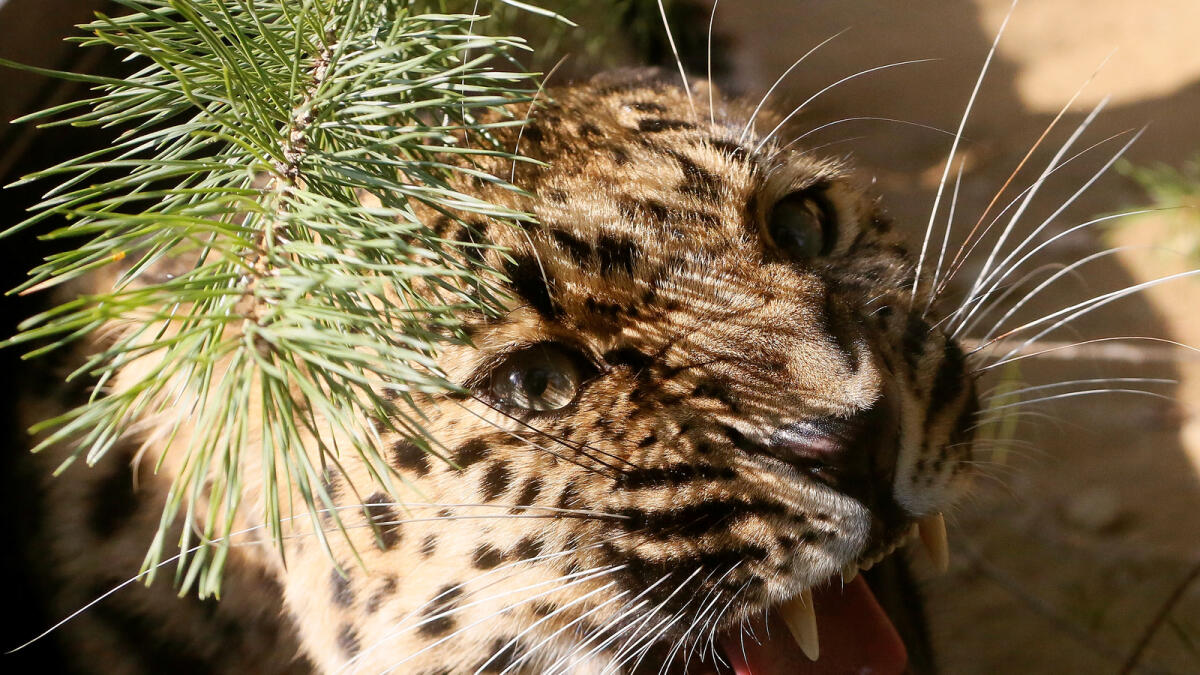 Amur leopard or Far Eastern leopard named Dora, a 2-year-old female species born in the zoo of Tallinn and transported to Krasnoyarsk in August, growls at its new enclosure after a quarantine, at the Royev Ruchey zoo on the suburbs of the Siberian city of Krasnoyarsk, Russia, September 19, 2016. Reuters