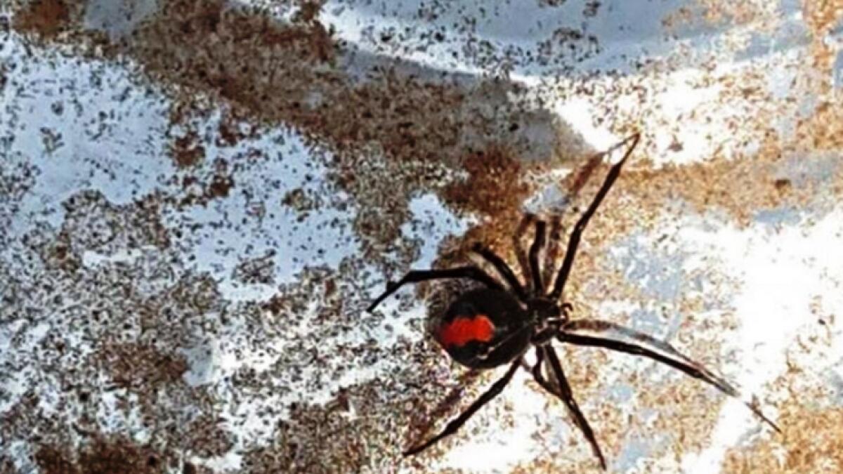 Black widow spider found on Ras Al Khaimah farm