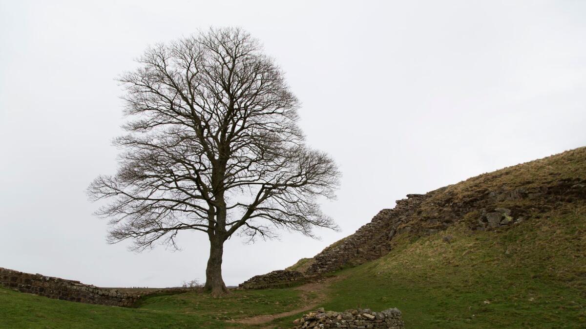 Springtime at Sycamore Gap at Hadrian's Wall in Northumberland, England. The wall is part of a UNESCO World Heritage Site.