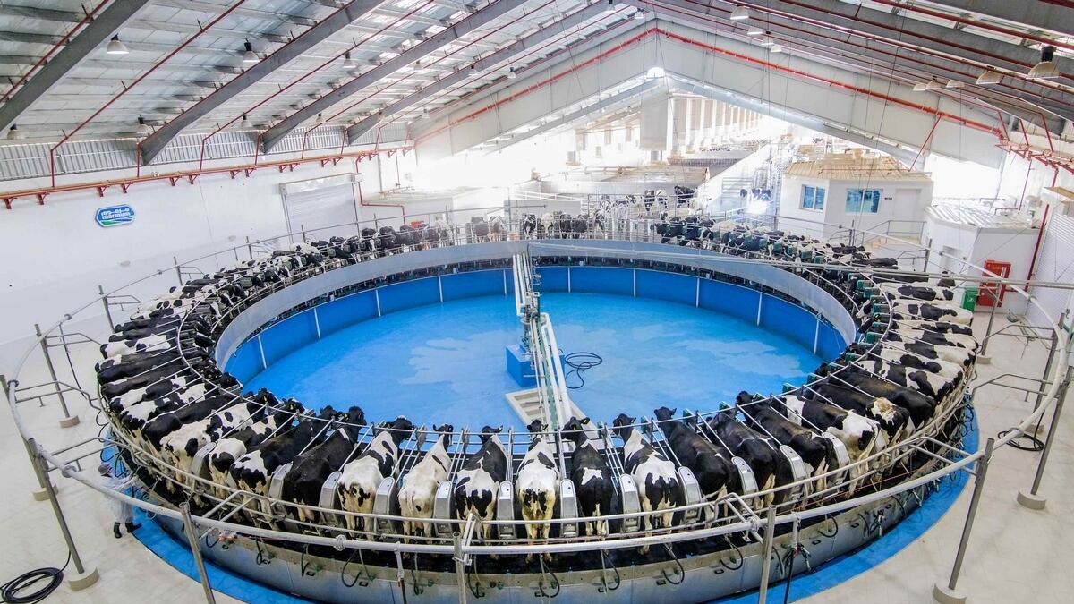 Cattle care: The Marmum facility at Nahel has a current livestock count of 5,100 cows