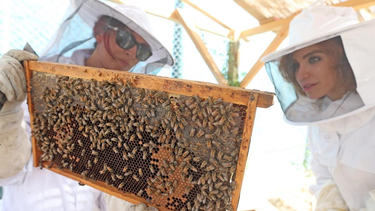 Bee rehabilitation initiative turns Dubai residents into beekeepers