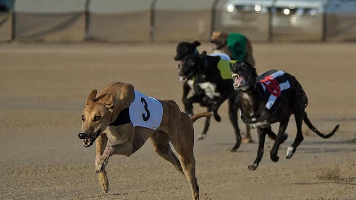 Hundreds of exotic Arabian greyhounds to race in Dubai
