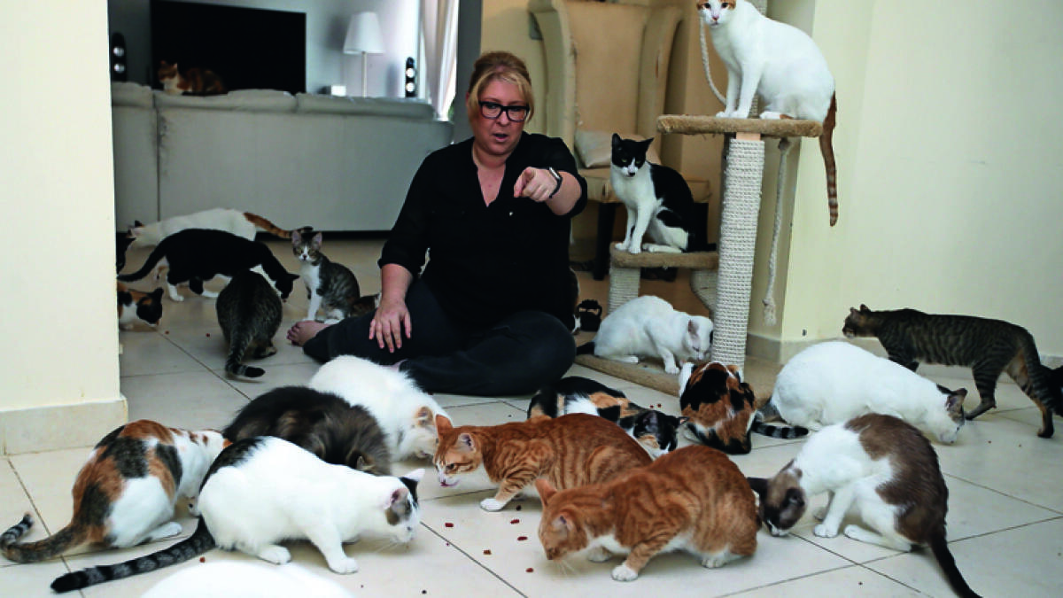Meet the British woman who lives with 70 rescued cats in UAE