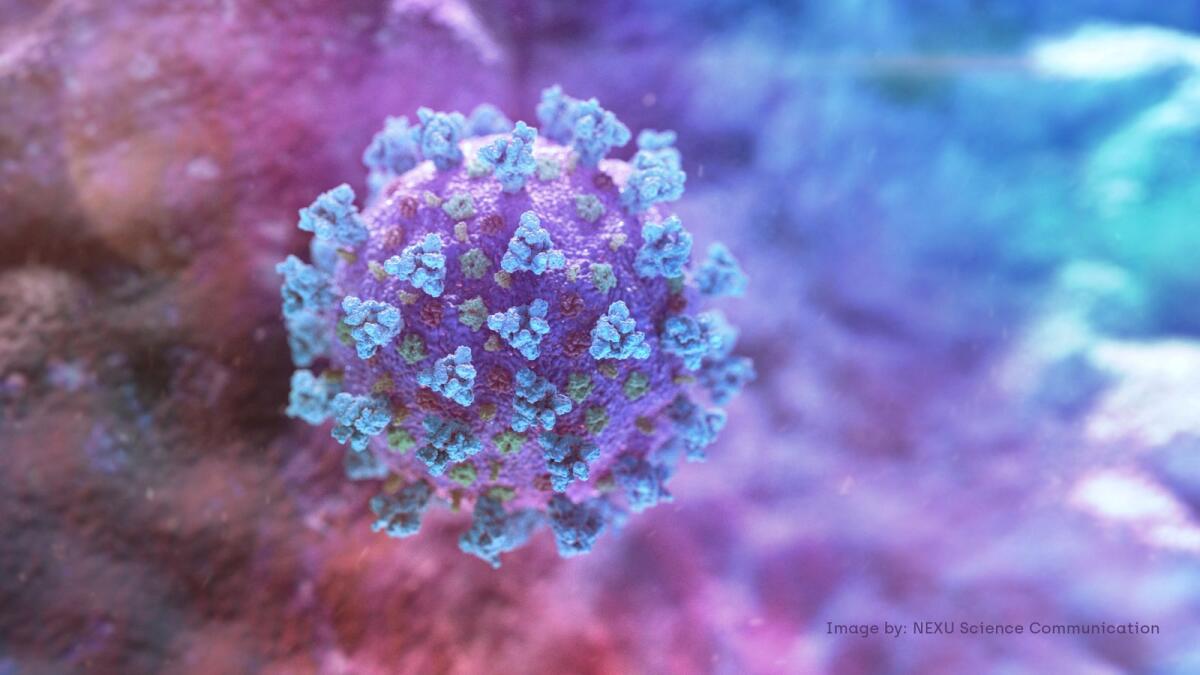 FILE PHOTO: A computer image created by Nexu Science Communication together with Trinity College in Dublin, shows a model structurally representative of a betacoronavirus which is the type of virus linked to COVID-19, better known as the coronavirus linked to the Wuhan outbreak, shared with Reuters on February 18, 2020. NEXU Science Communication/via REUTERS