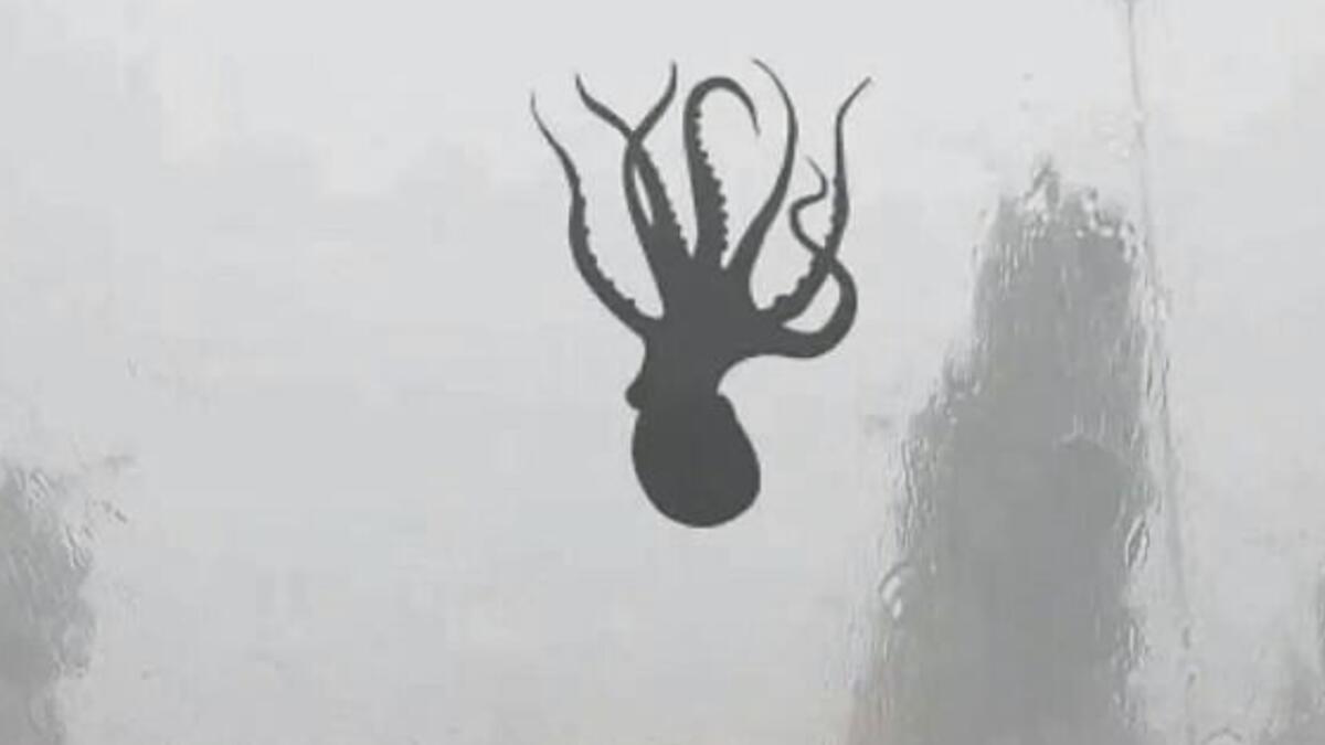  Its raining octopus, starfish in China     