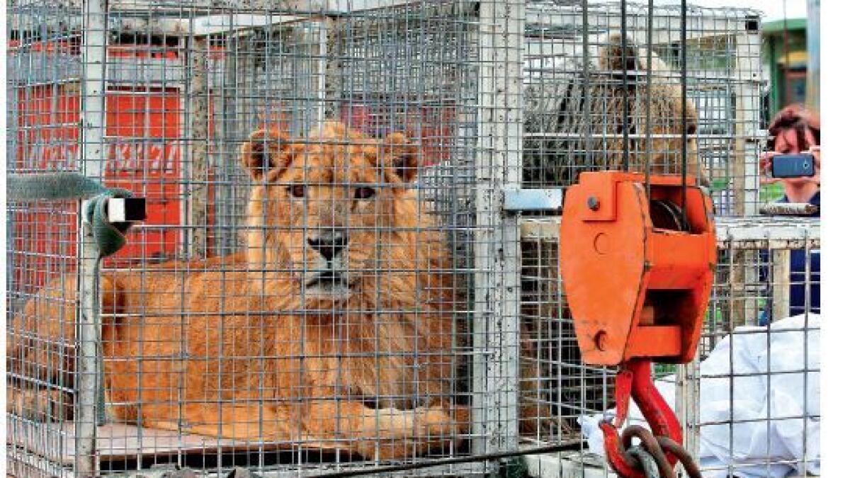 Ailing lion, bear finally flown out of Mosul zoo