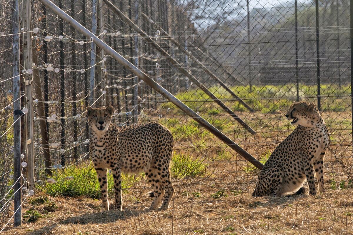 Two cheetahs are seen inside a quarantine section before being relocated to India at a reserve near Bella Bella, South Africa, on September 4, 2022. Photo: AP