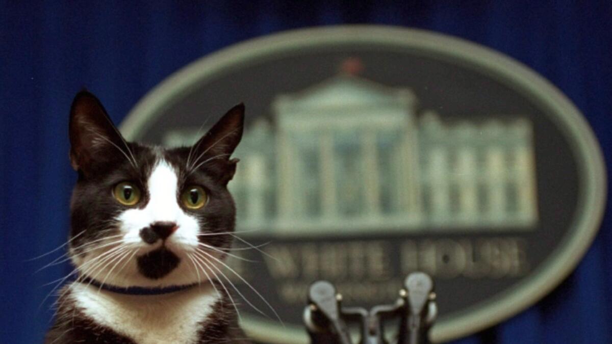 President Bill Clinton's cat Socks peers over the podium in the White House briefing room in Washington on March 19, 1994. — AP file