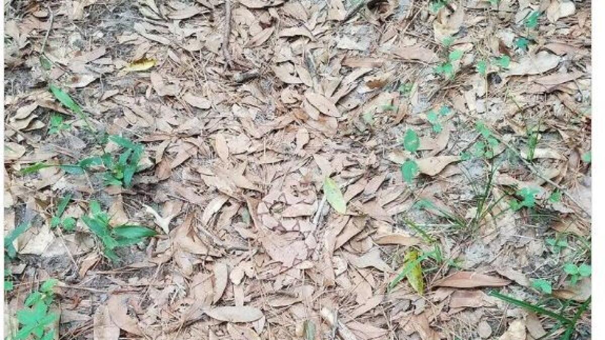 Can you spot a snake in this picture?
